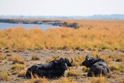 Botswana and Zimbabwe