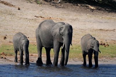 Botswana and Zimbabwe