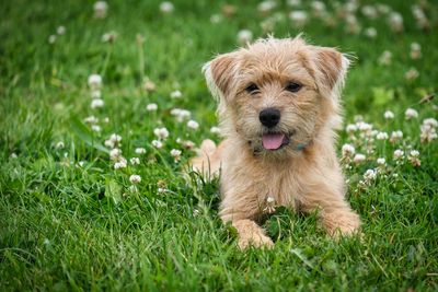 Murphy , The Dutch Smousdog