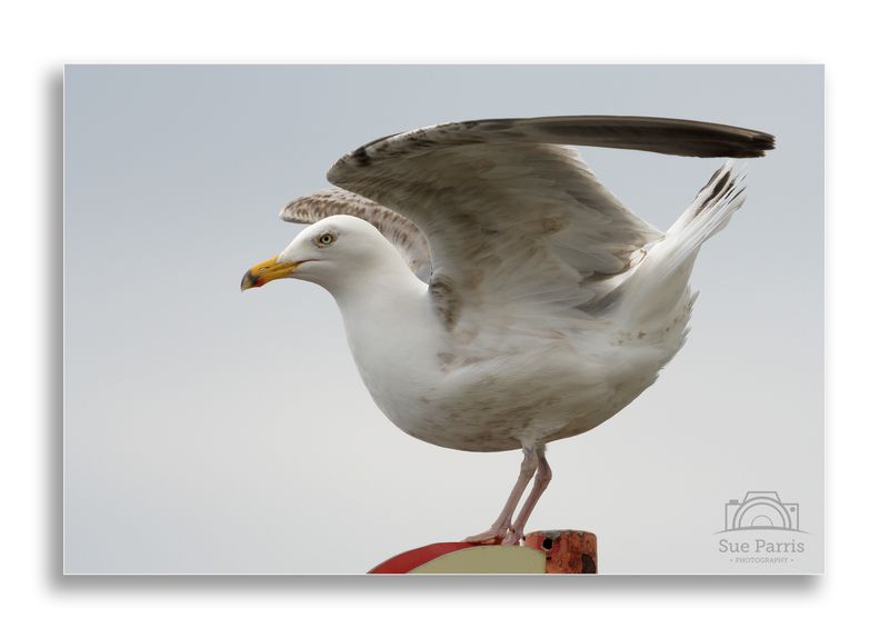 Juvenile Herring Gull (I think - not too good on Gulls)