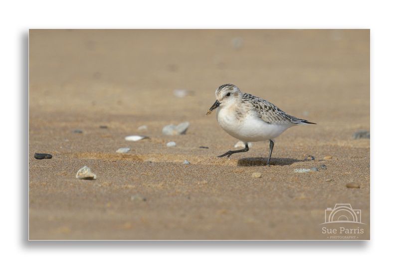 Ha...saw that one!

Sanderling - taking a bit more time look where it runs this time!