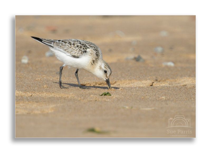 Sanderling finding something wriggly and delicious in the sand!