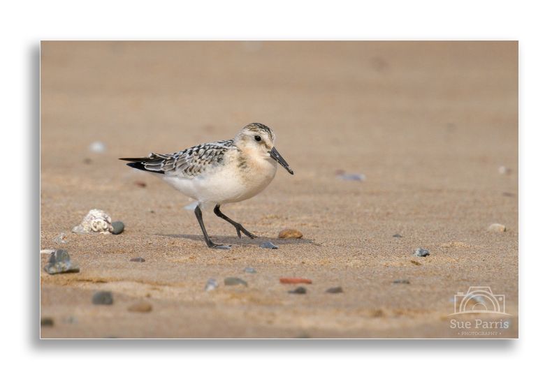 Sanderling on South Gare beach, Redcar, North Yorkshire, UK.  
One of my favourite little waders - the speed they run across sand or through the breaking waves is amazing.  It was such a treat to find a little flock more interested in feeding than me!