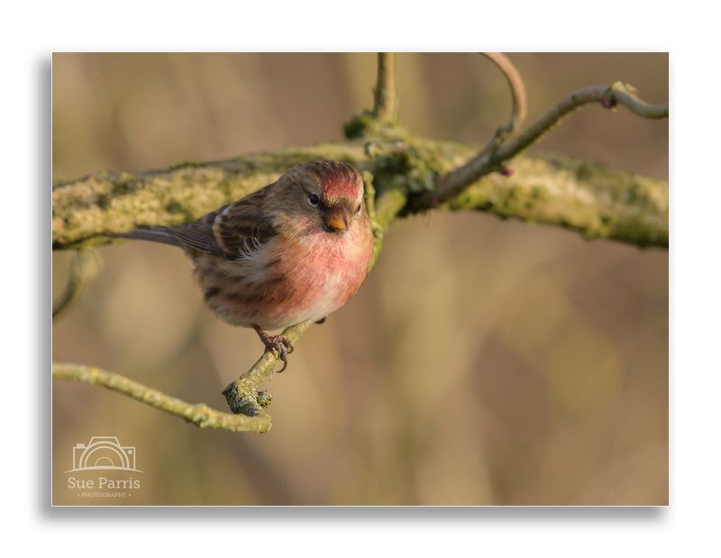 Redpoll