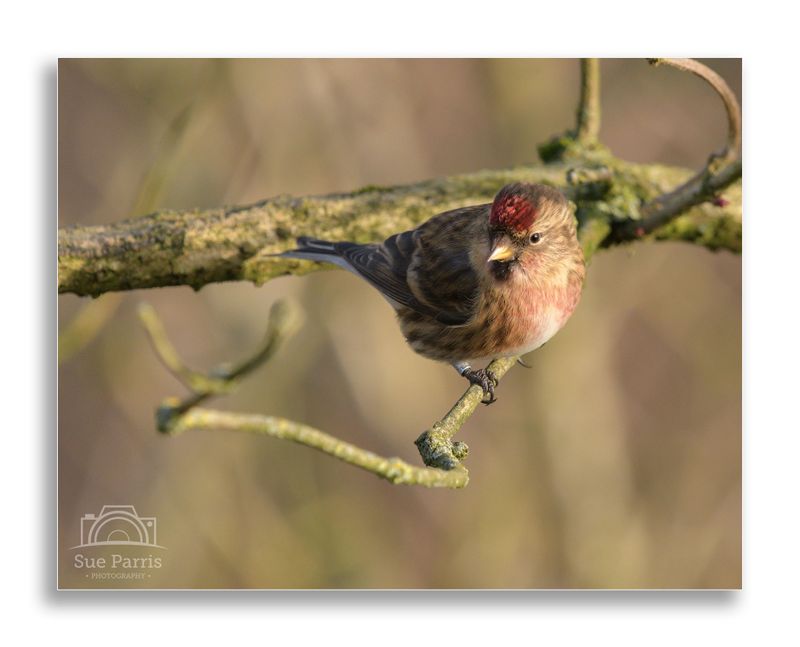 Redpoll