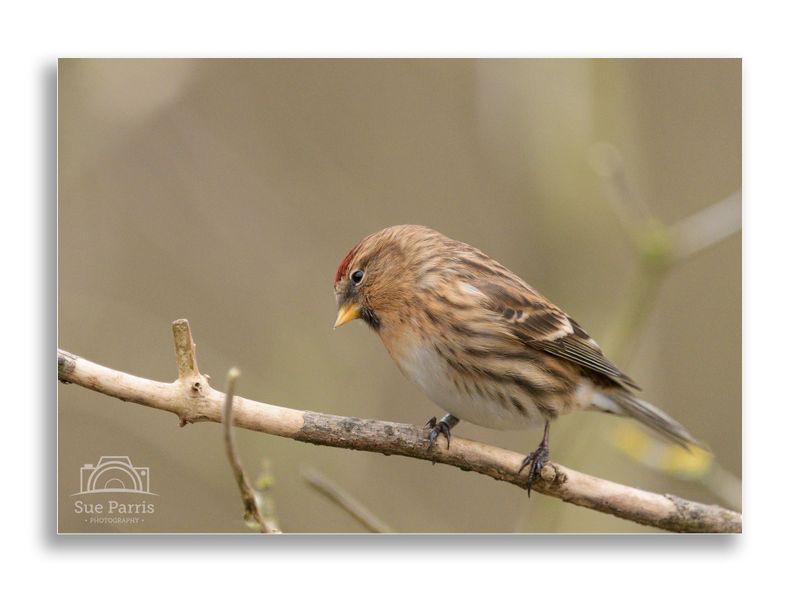 Redpoll