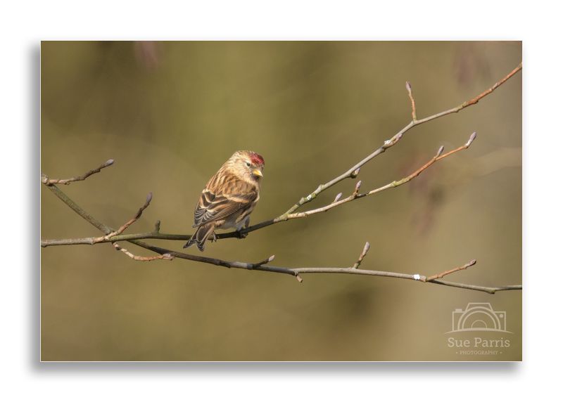 Redpoll