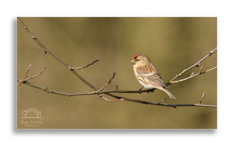 Redpoll