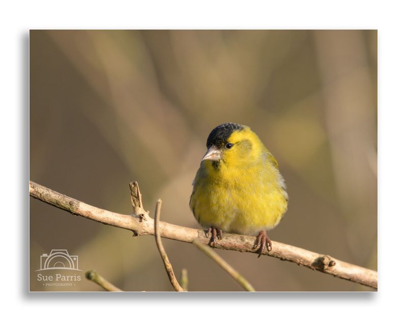 Siskin
