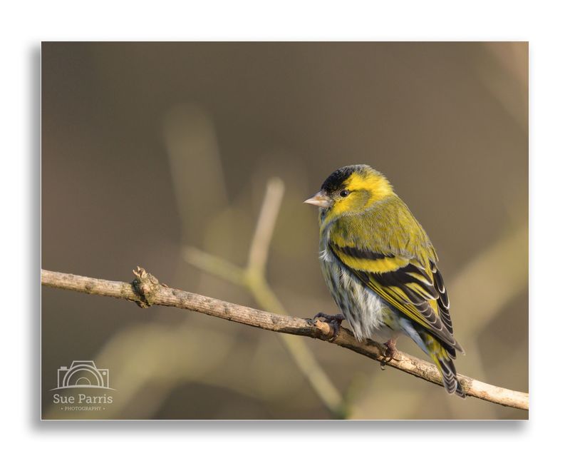 Siskin