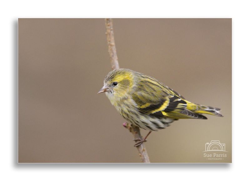 Siskin (female)