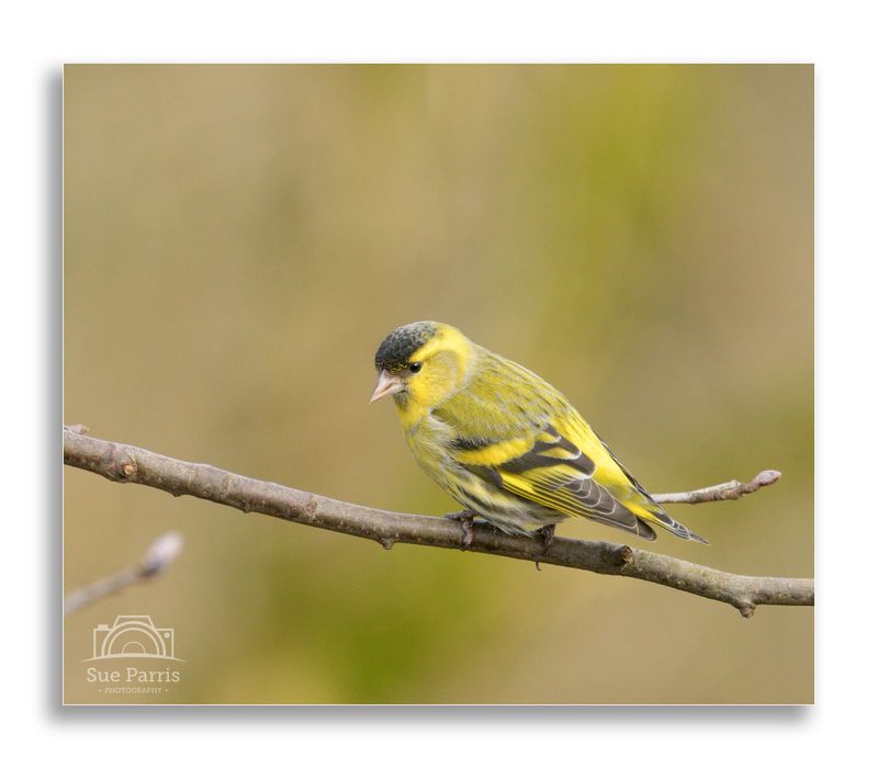 Siskin (male)