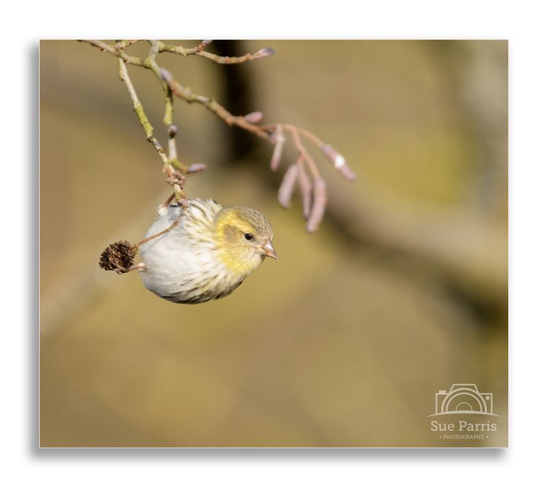Siskin
