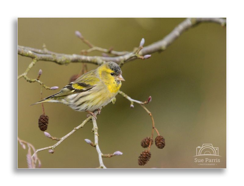 Siskin