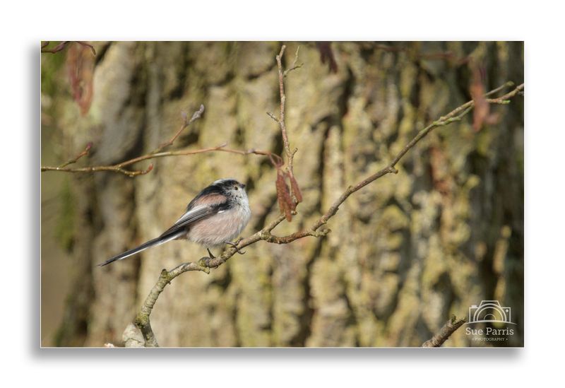 Long-tailed Tit