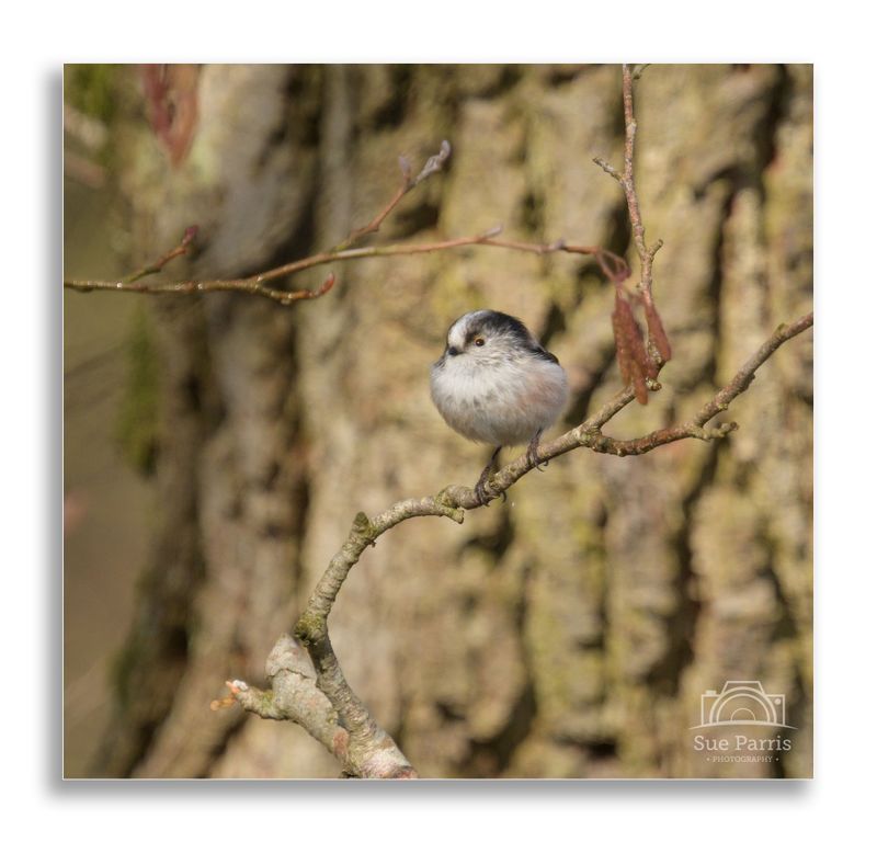 Long-tailed Tit