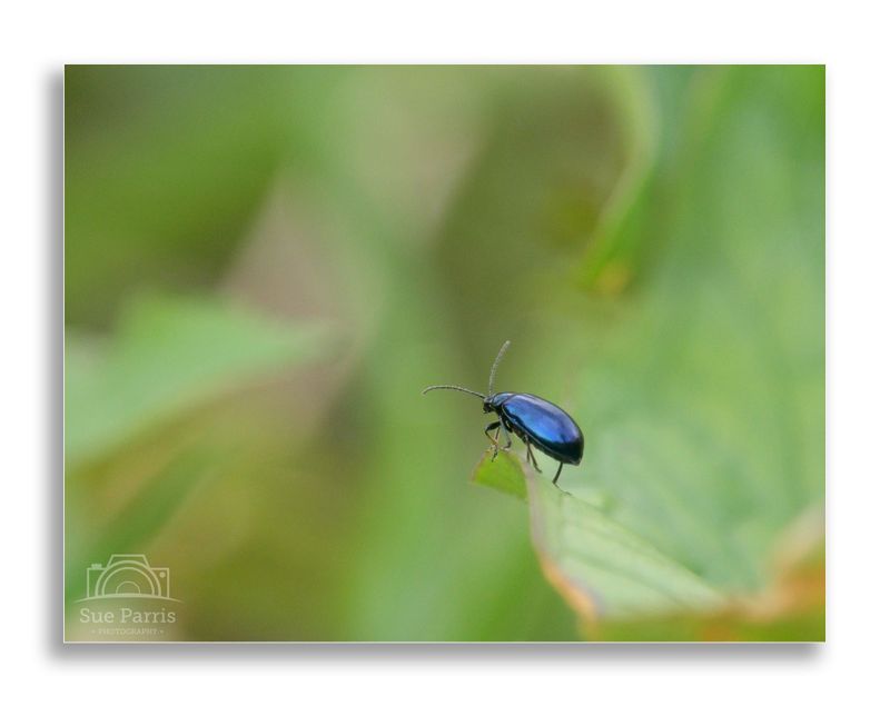 Alder-leaf beetle