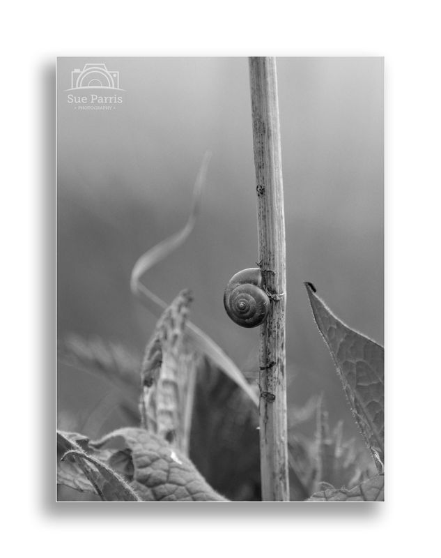 A lonely snail