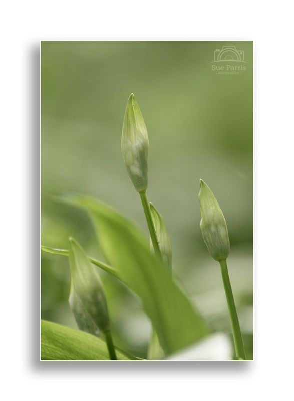 Wild Garlic about to flower!