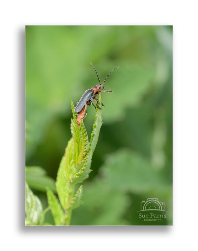 Soldier beetle