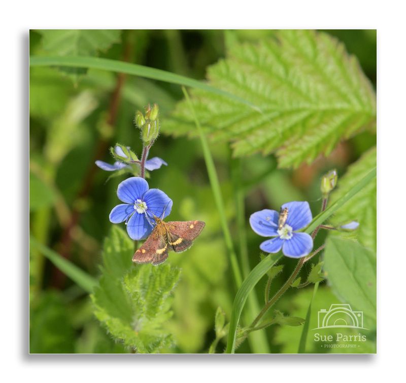 Mint moth