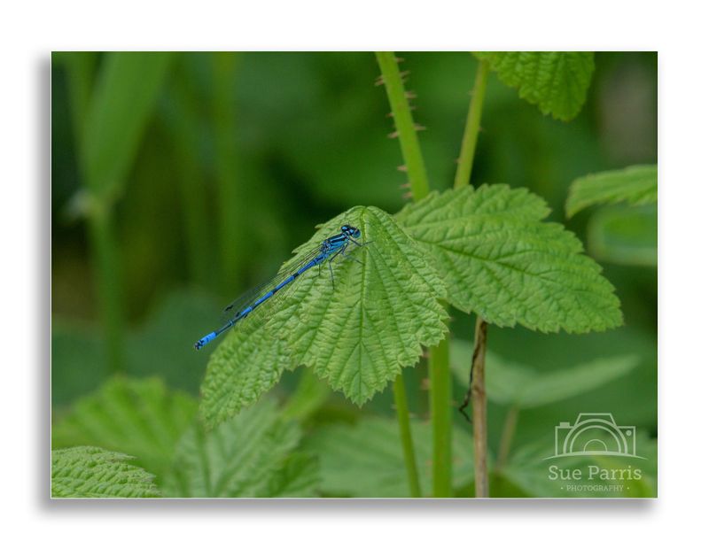 Male Azure Damselfly