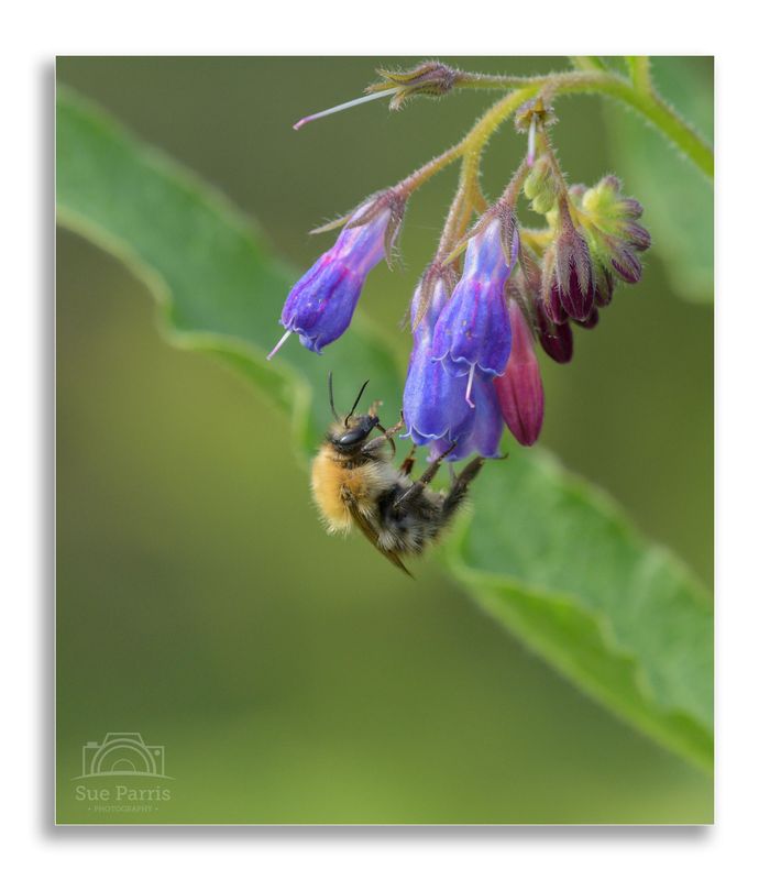 Carder Bee