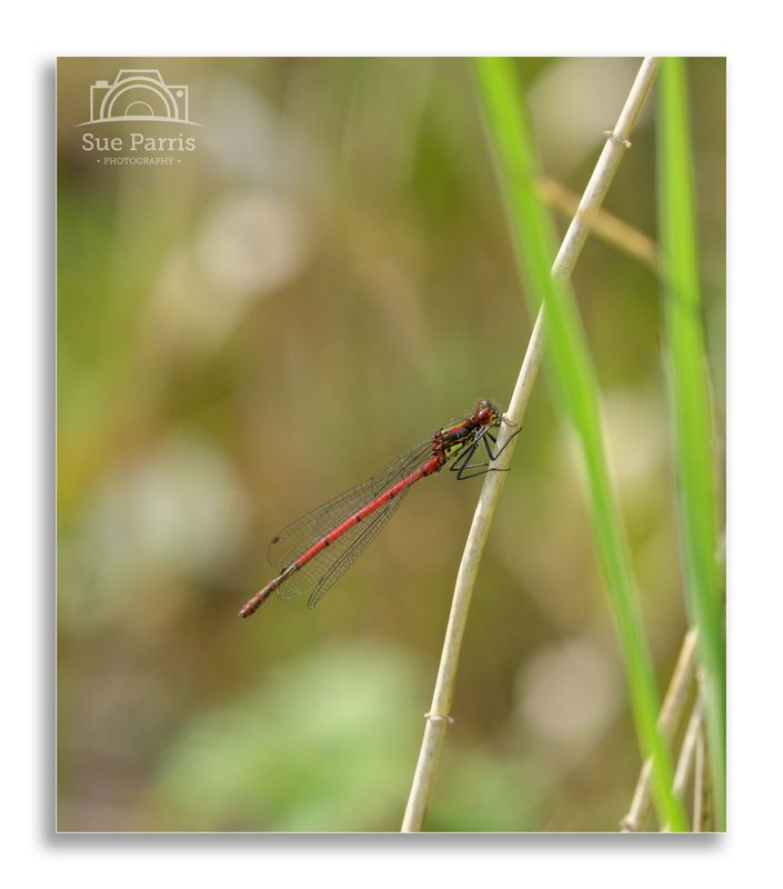 Large Red Damselfly