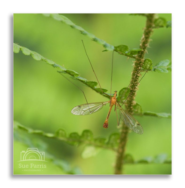 Crane fly