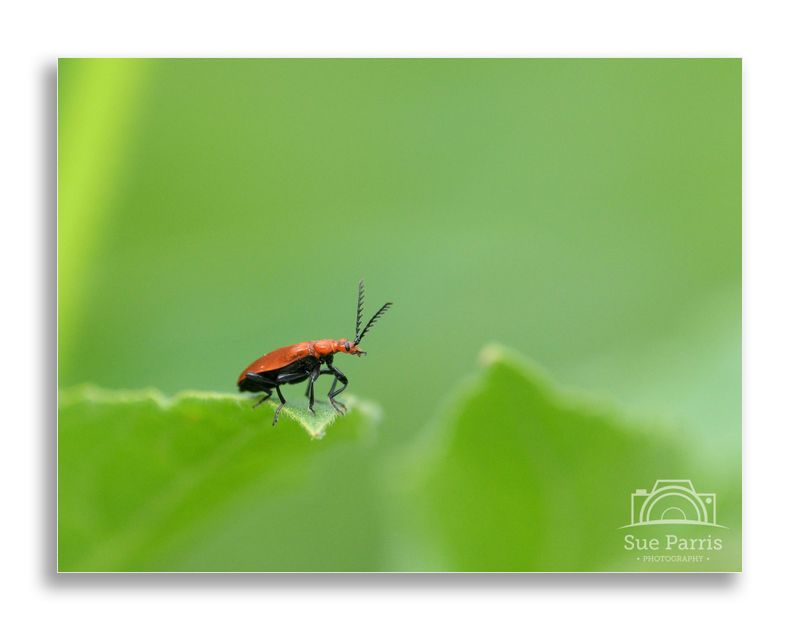 Cardinal beetle
