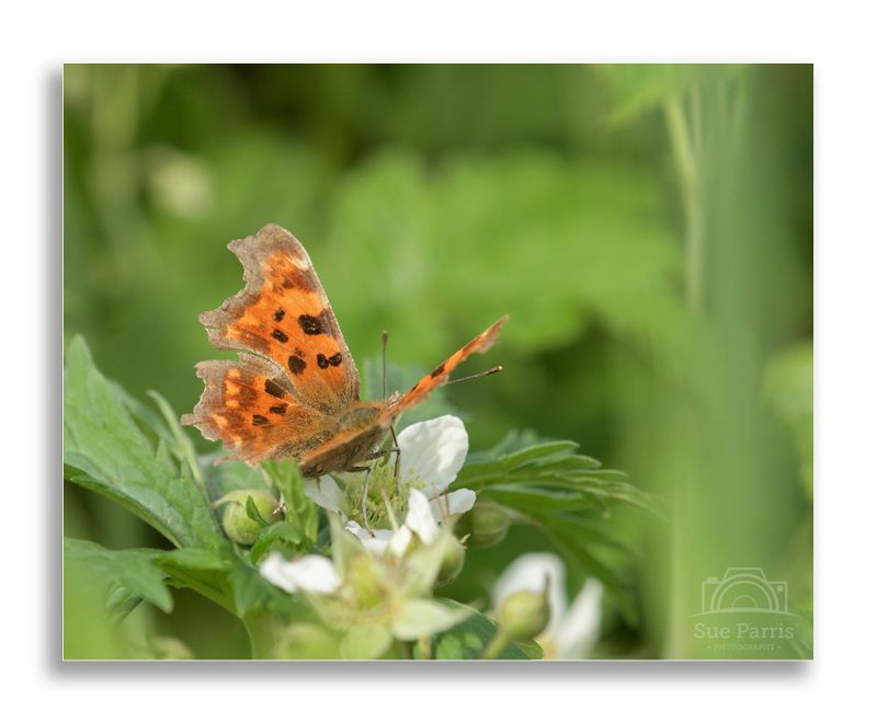 Comma butterfly