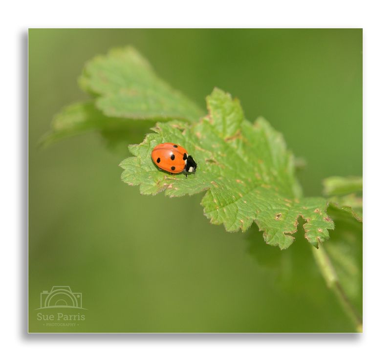 Native 7 spot Ladybird