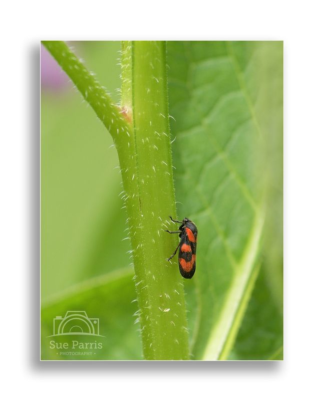 Cecropia vulnerata - Froghopper!