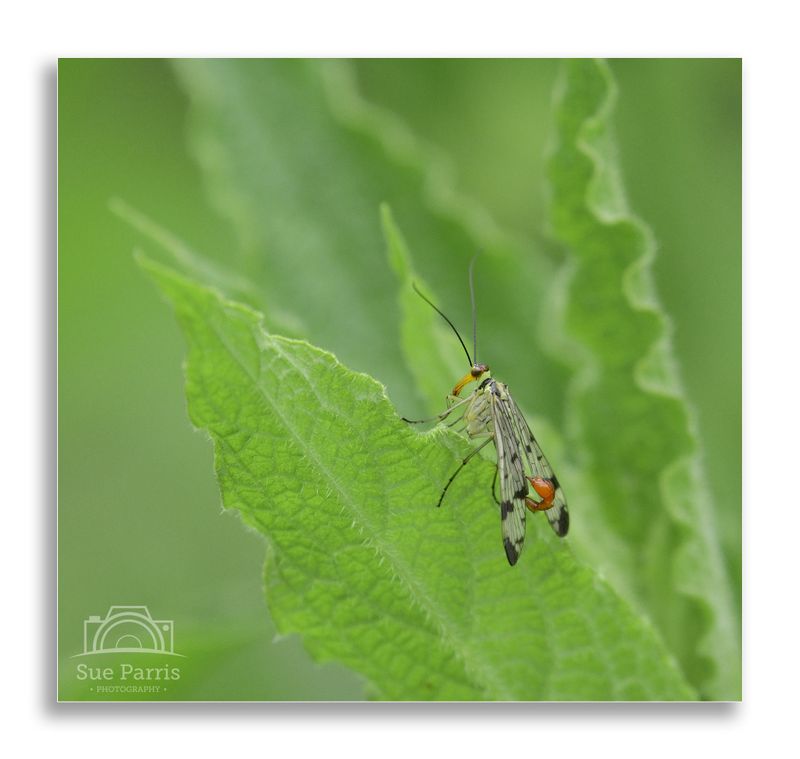Male Scorpion Fly - easy to see why so named!