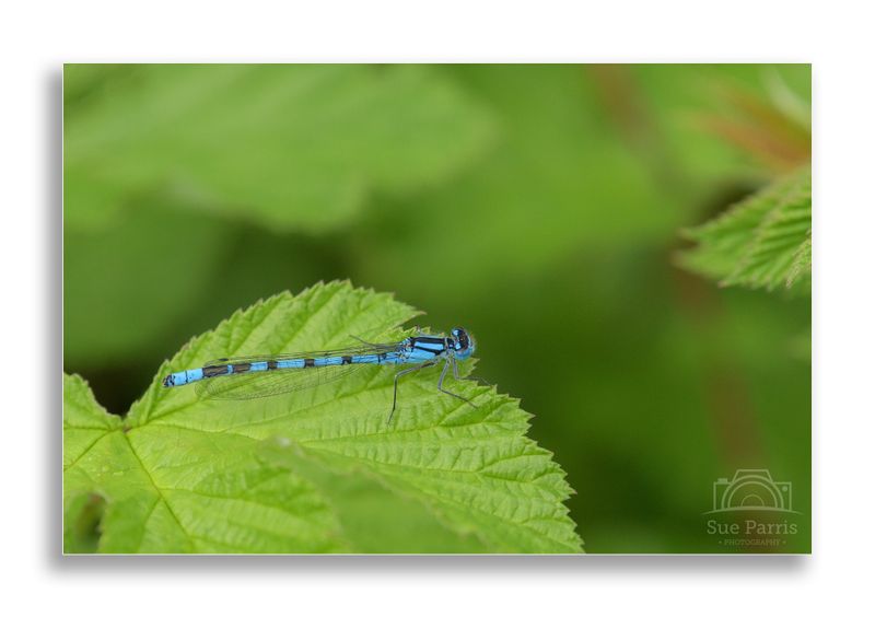 Male Common Blue Damselfly