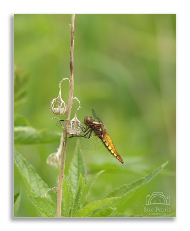 Female Broad-bodied Chaser