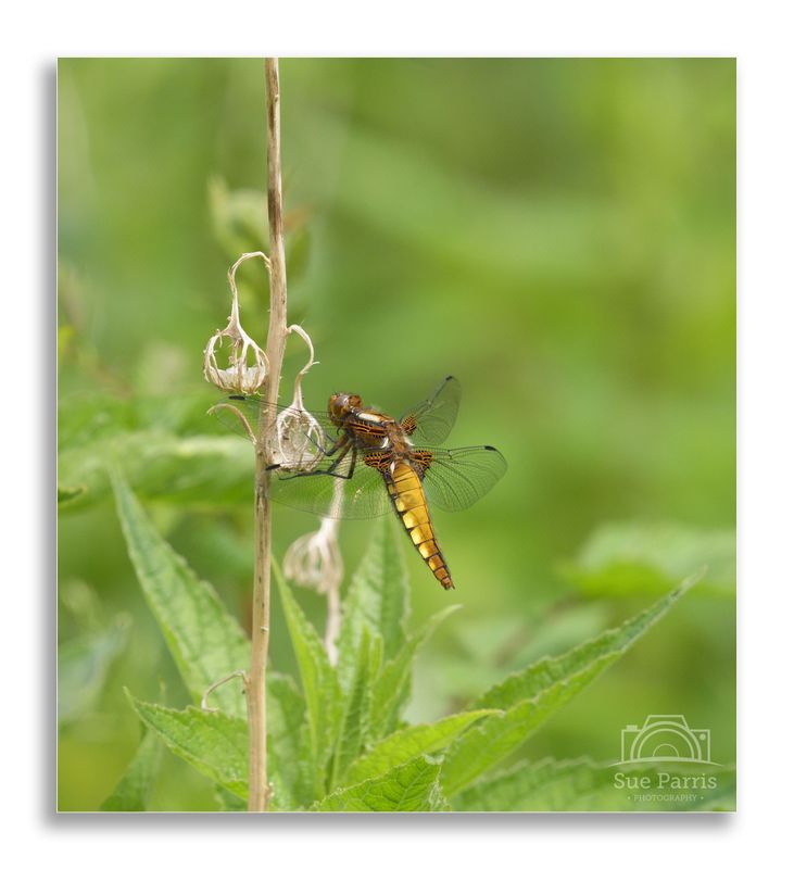 Female Broad-bodied Chaser
