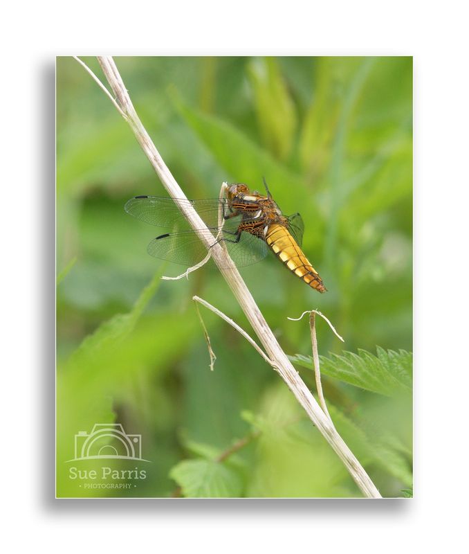 Female Broad-bodied Chaser