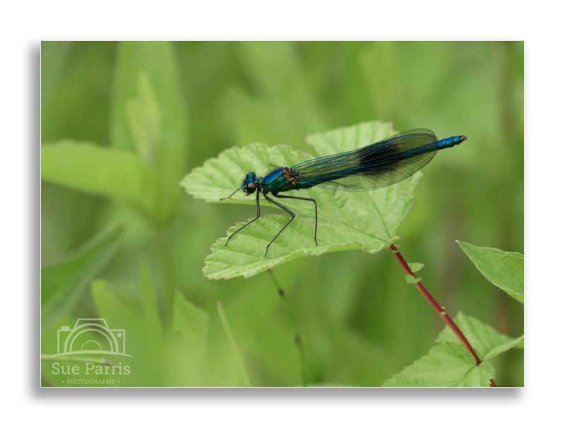 Male Banded Demoiselle