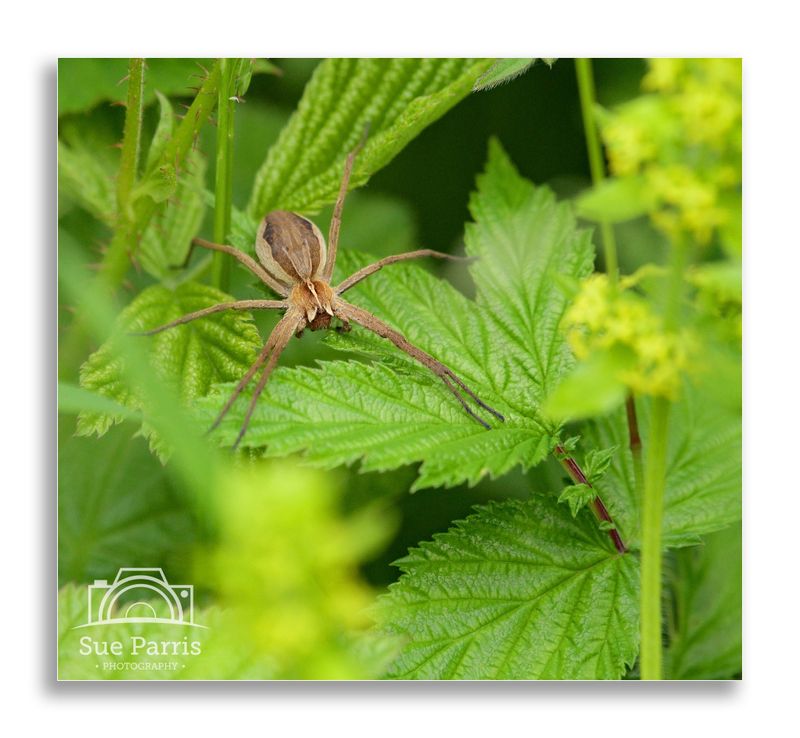 Nursery Web Spider