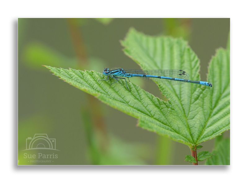 Male Azure Damselfly