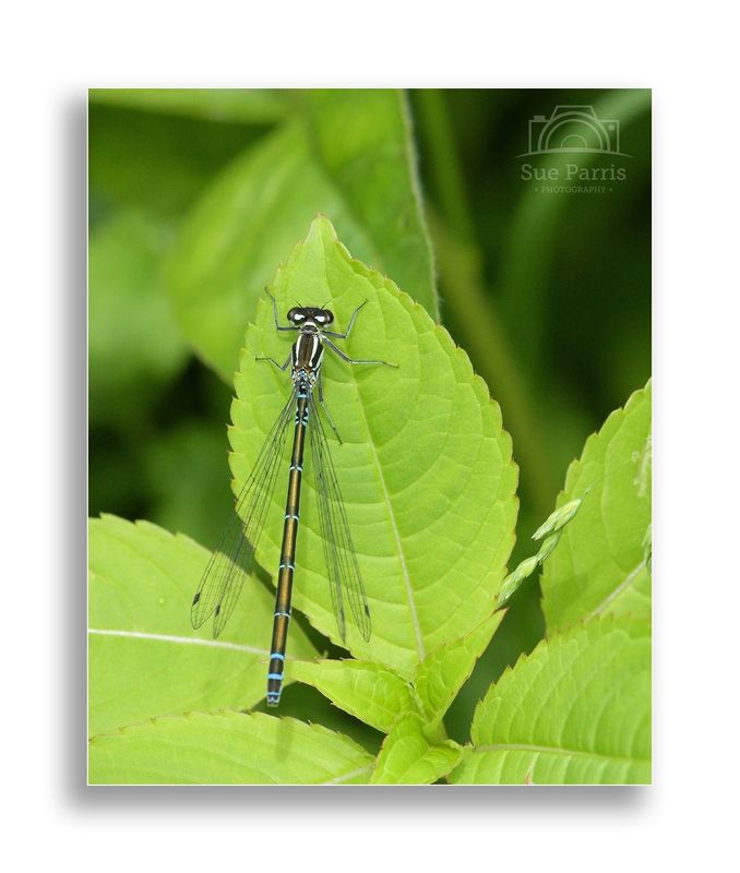 Female Azure Damselfly