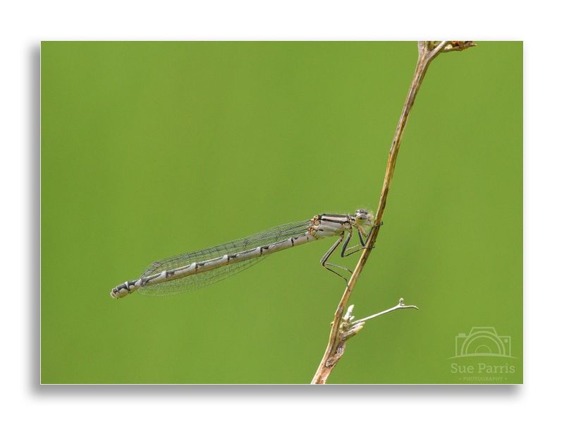 Immature female Common Blue Damselfly