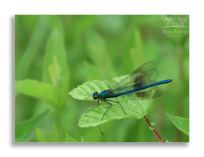 Male Banded Demoiselle