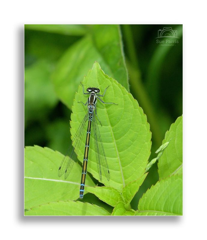 Female Azure Damselfly