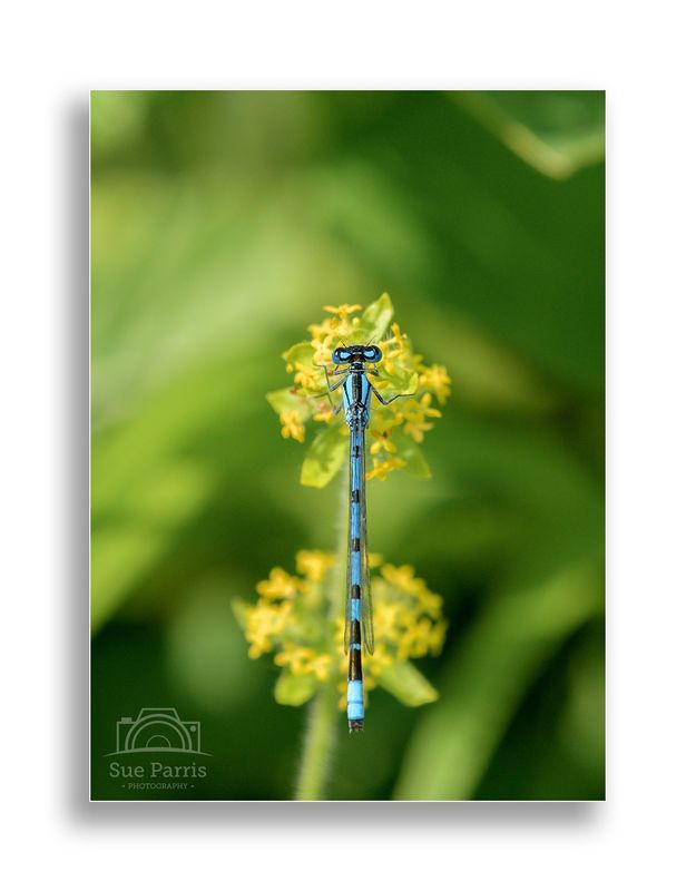 Common Blue Damselfly