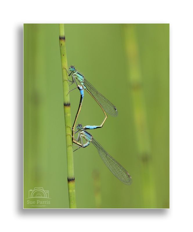 Common Blue Damselflies