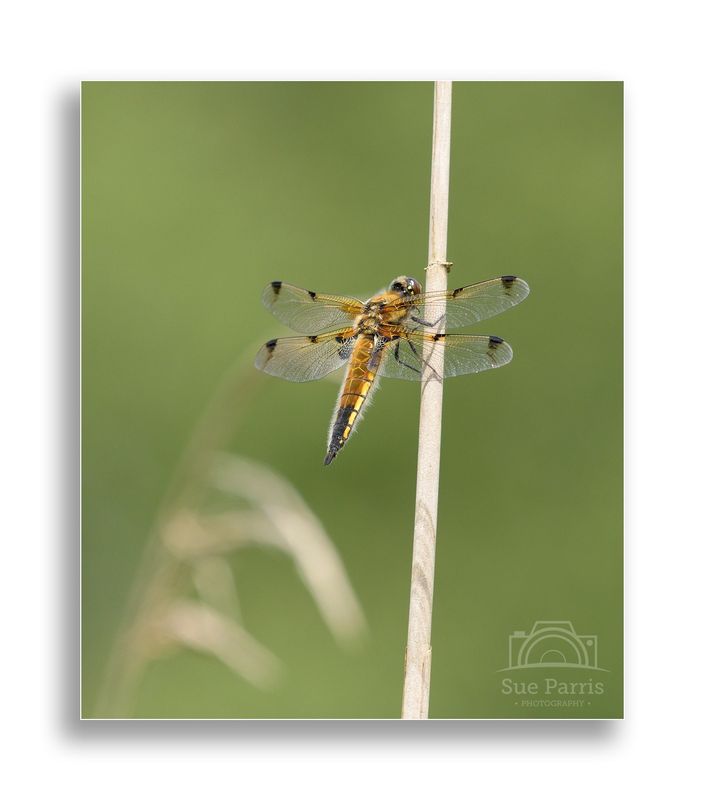 Female Four-spotted Chaser of the Praenubila form.