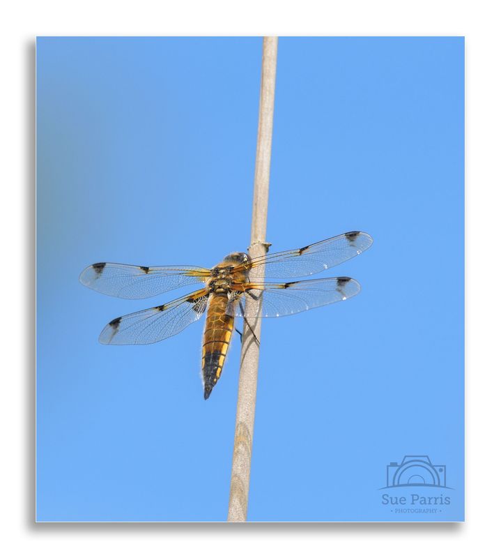 Female Four-spotted Chaser of the Praenubila form - shown by the ‘bleeding’ of the dark spots on the wings.