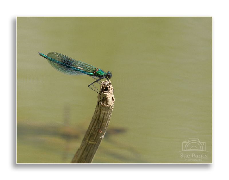 Male Banded Demoiselle